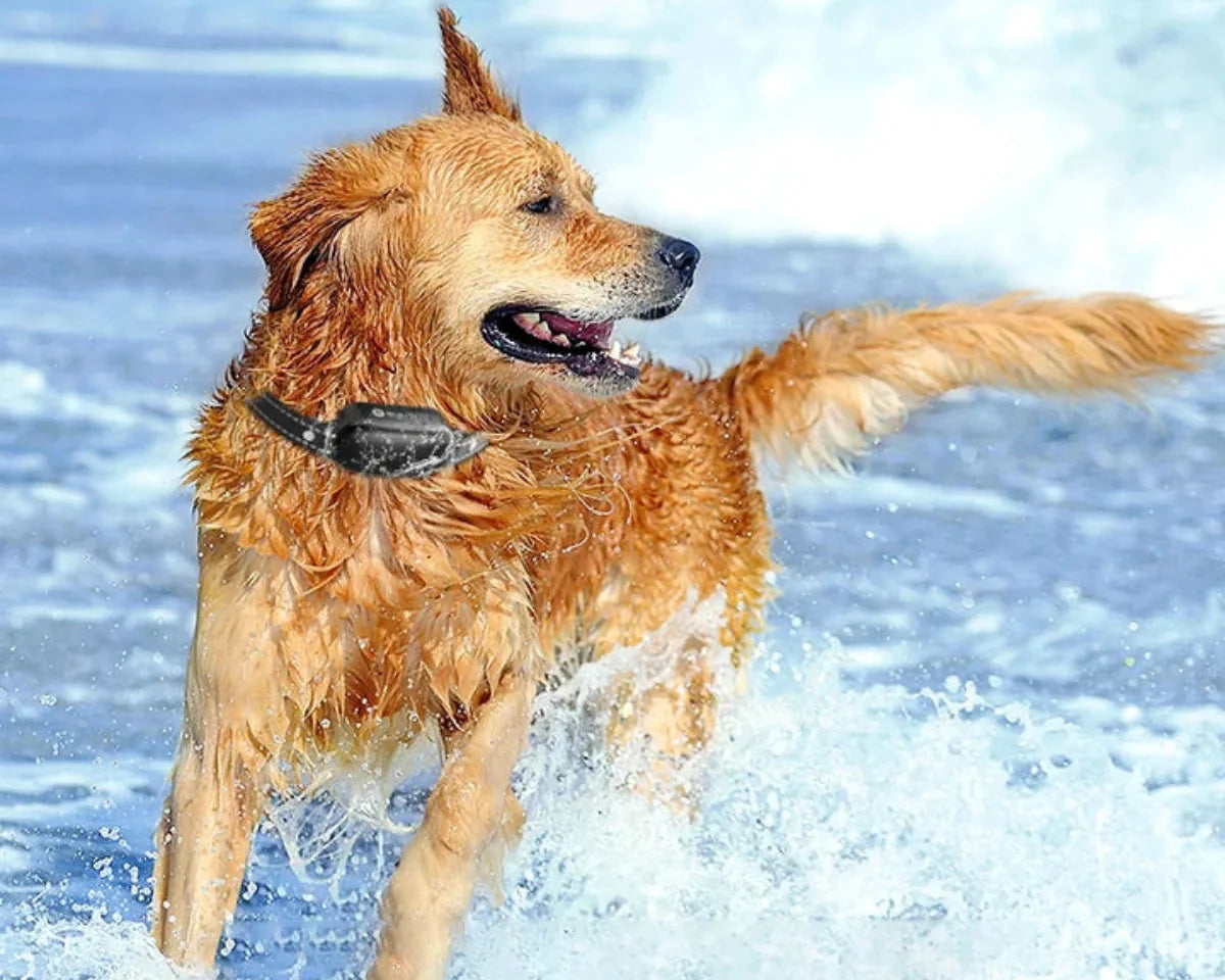 PupMaster | Hundehalsbånd – Træning med Fuld Kontrol