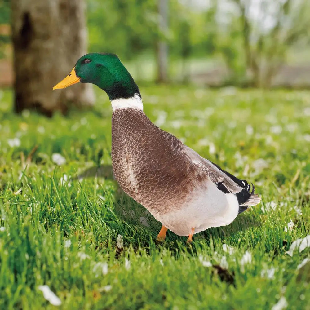 DuckDuo | Vandtæt dekorationsand til have & bed