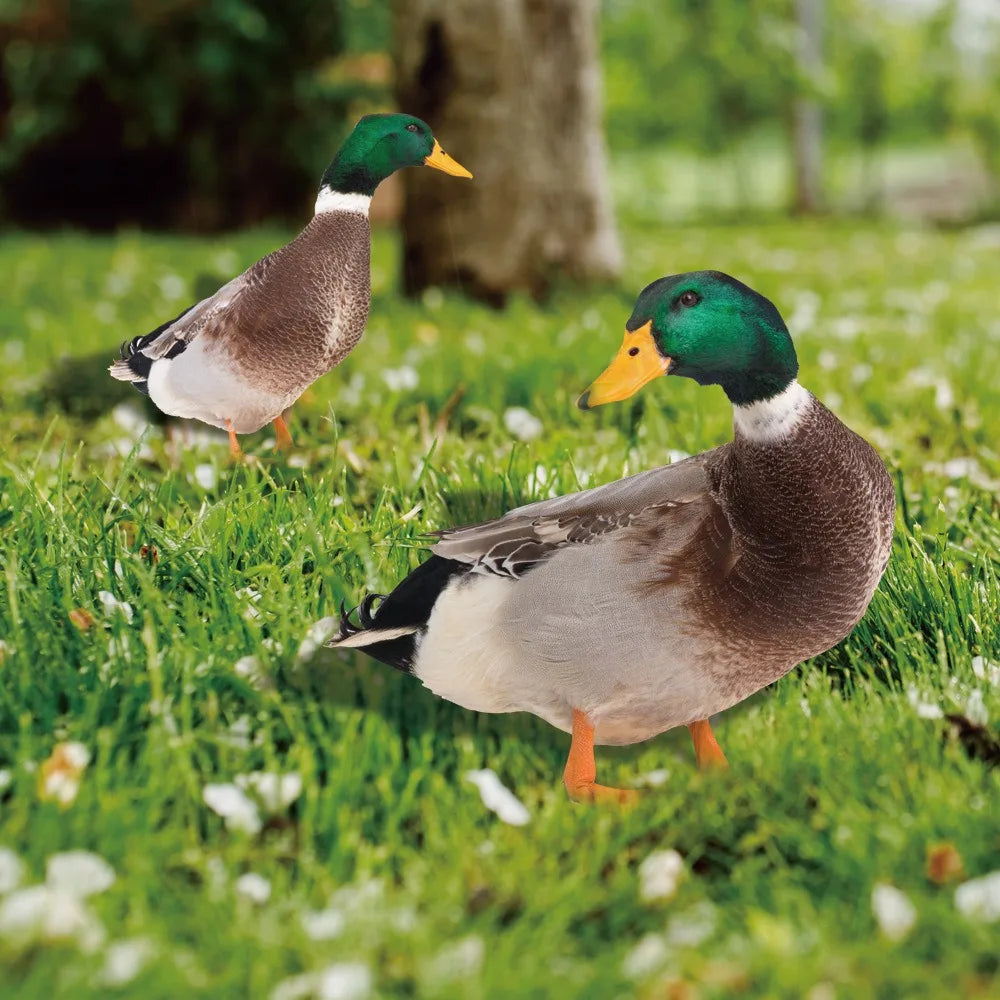 DuckDuo | Vandtæt dekorationsand til have & bed