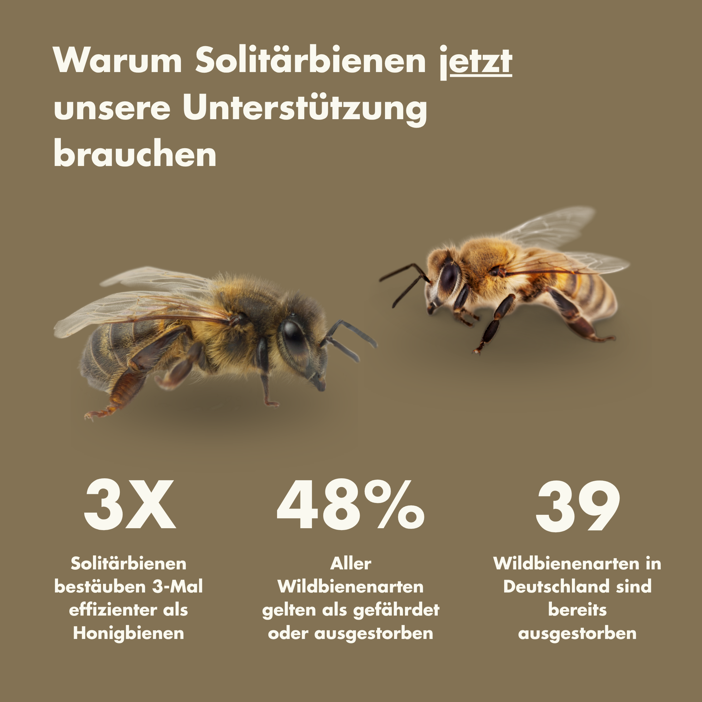 Nectura - Hængende Insekthus Nuvenci.dk