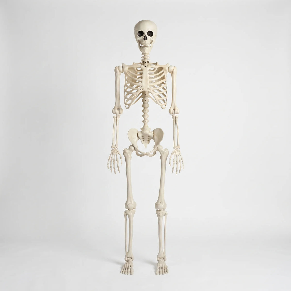 Skellion - Stort Dekorativt Halloween Skelet Nuvenci.dk