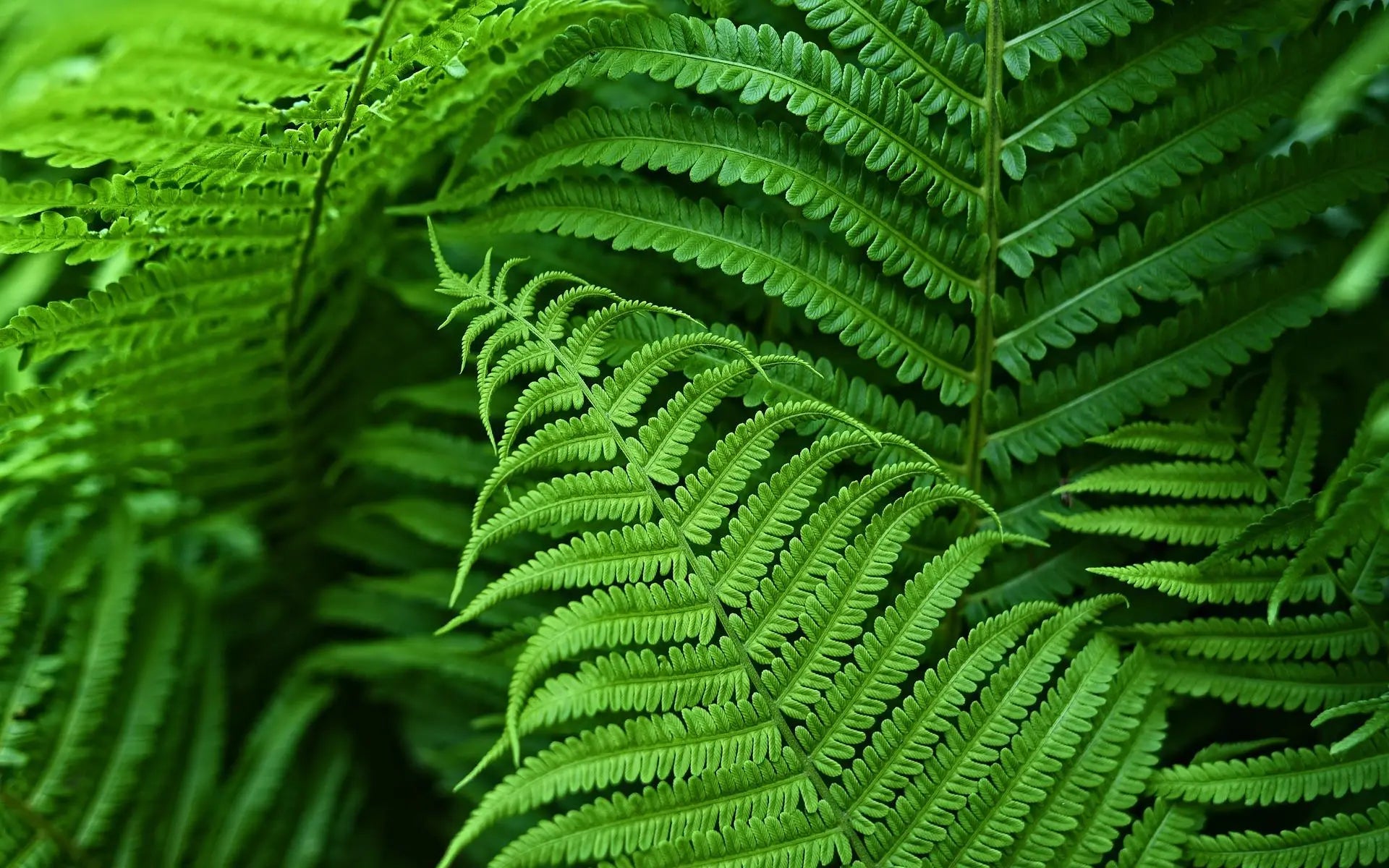 EverFern | Luksuriøs Kunstig Boston Fern til Indendørs & Udendørs Nuvenci.dk