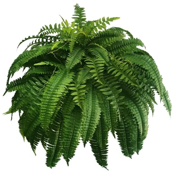 EverFern | Luksuriøs Kunstig Boston Fern til Indendørs & Udendørs Nuvenci.dk