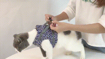 KittyComfort | Flugtsikkert kattesele-sæt Nuvenci.dk