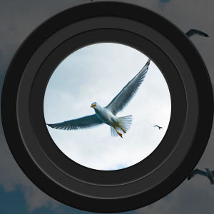 NightScope | Kikkerter – Skarpe Observationer Dag & Nat