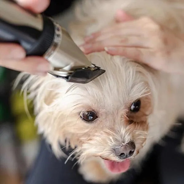 PawCare | Hundeklippersæt – Rolig og Komfortabel Pleje