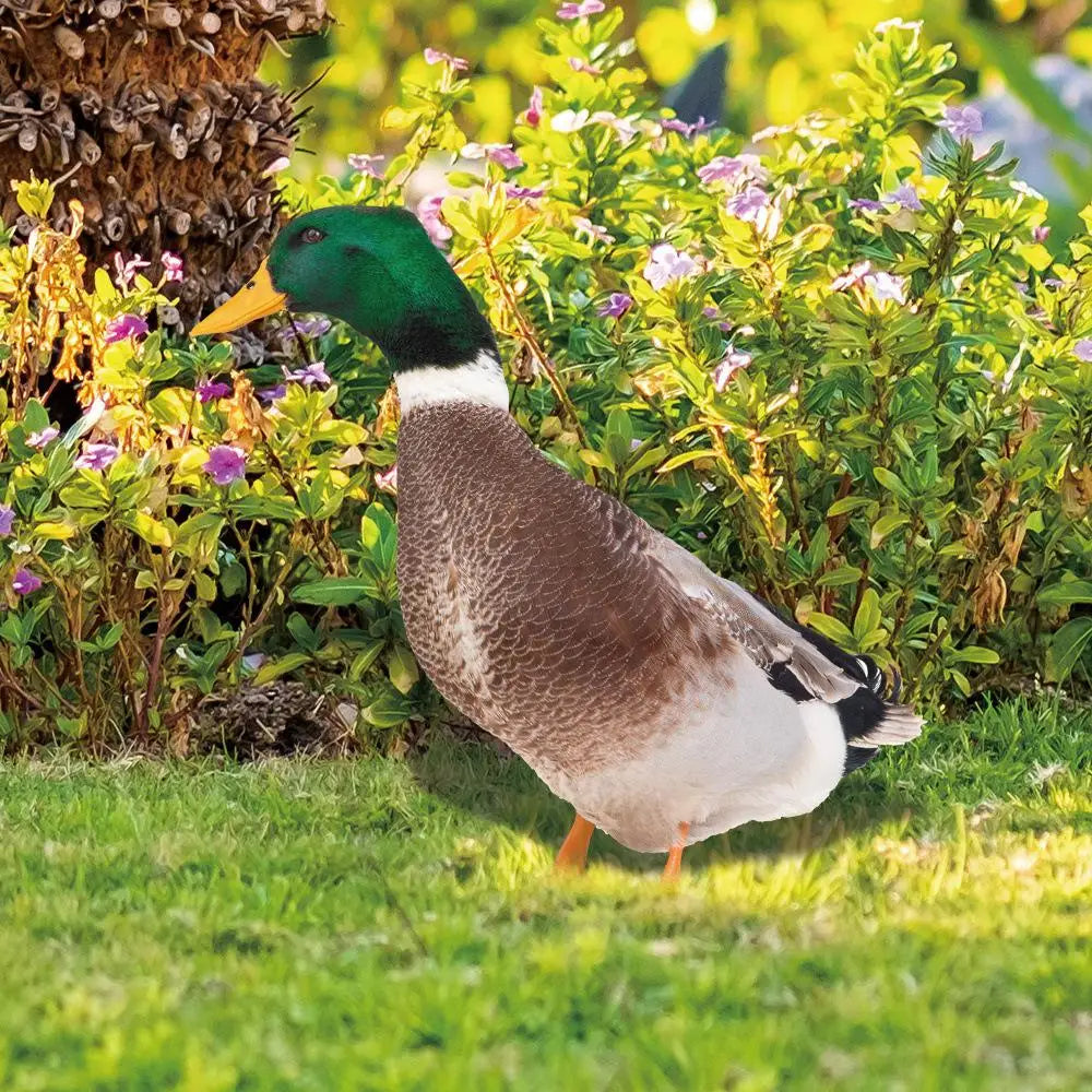 DuckDuo | Vandtæt dekorationsand til have & bed