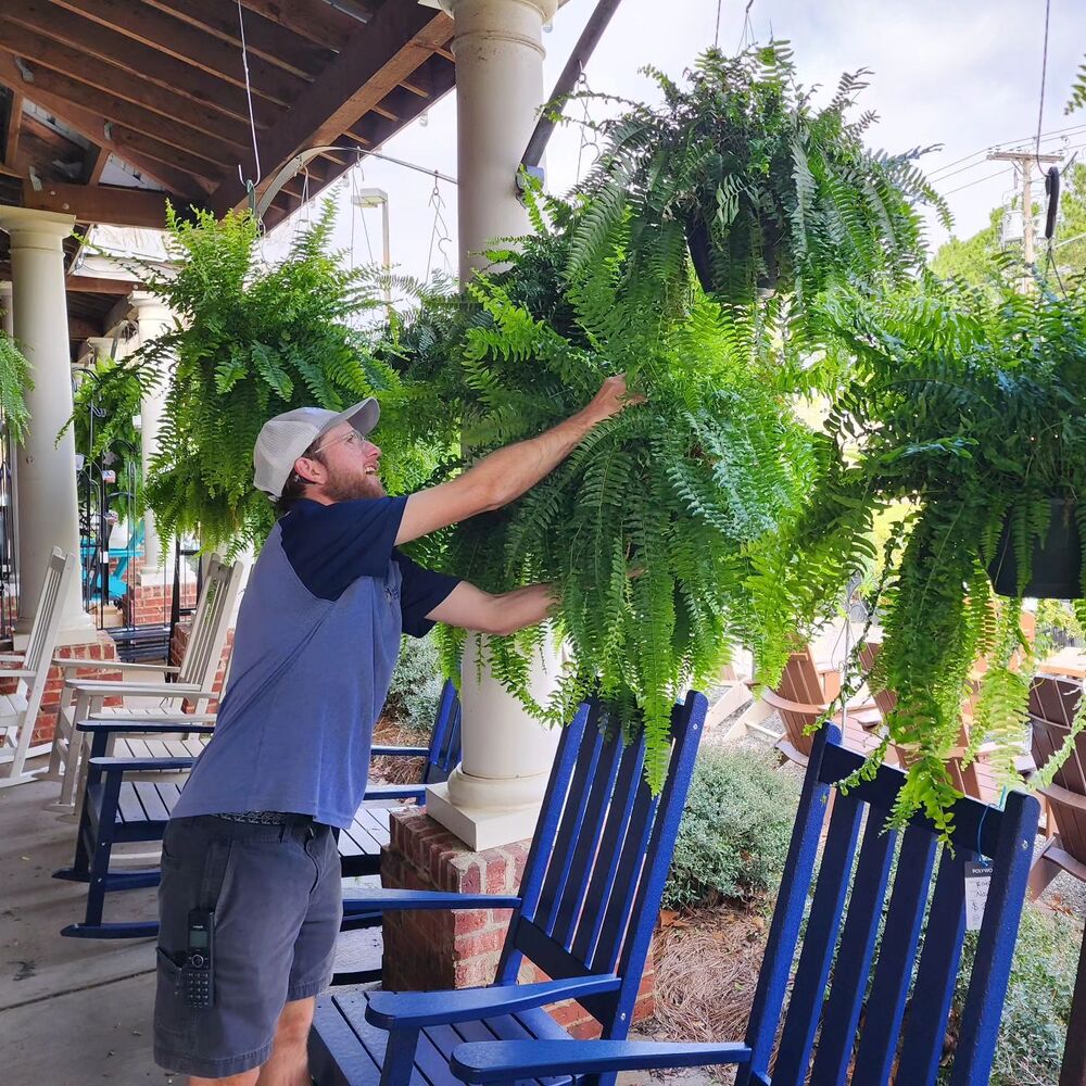 EverFern | Luksuriøs Kunstig Boston Fern til Indendørs & Udendørs Nuvenci.dk