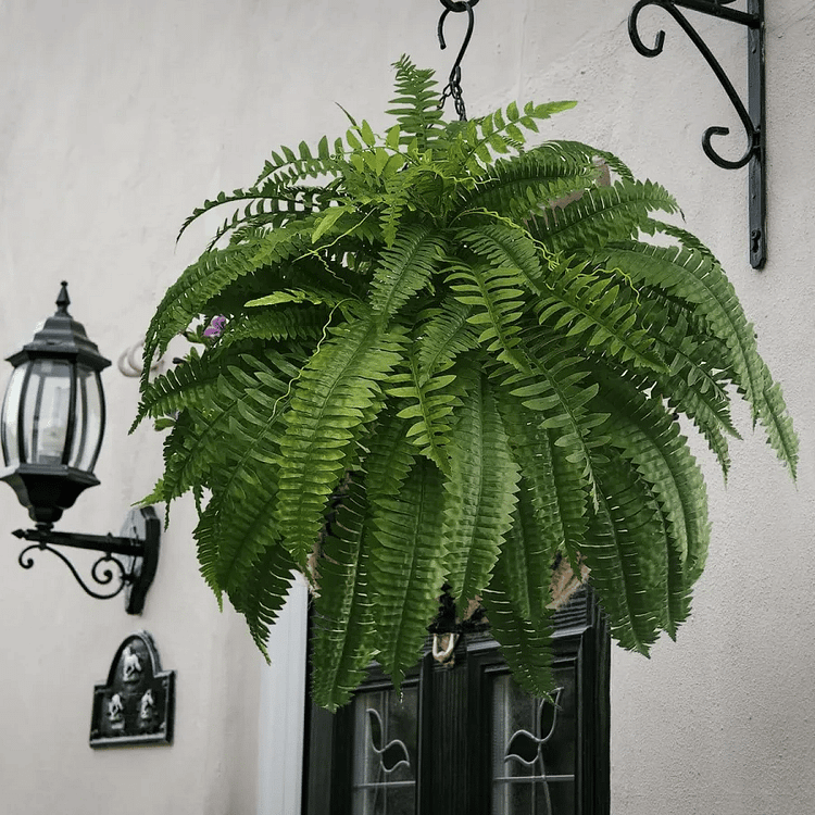 EverFern | Luksuriøs Kunstig Boston Fern til Indendørs & Udendørs Nuvenci.dk