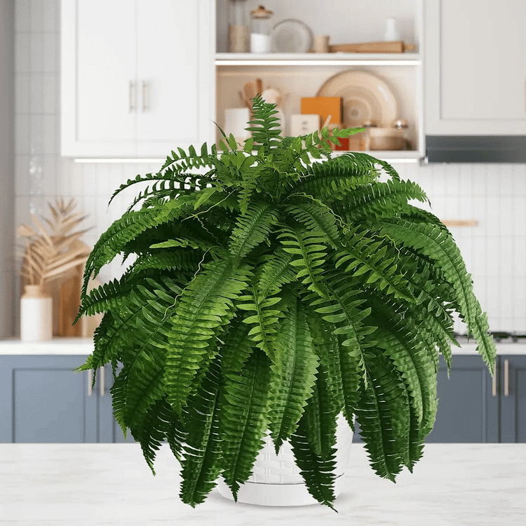 EverFern | Luksuriøs Kunstig Boston Fern til Indendørs & Udendørs Nuvenci.dk