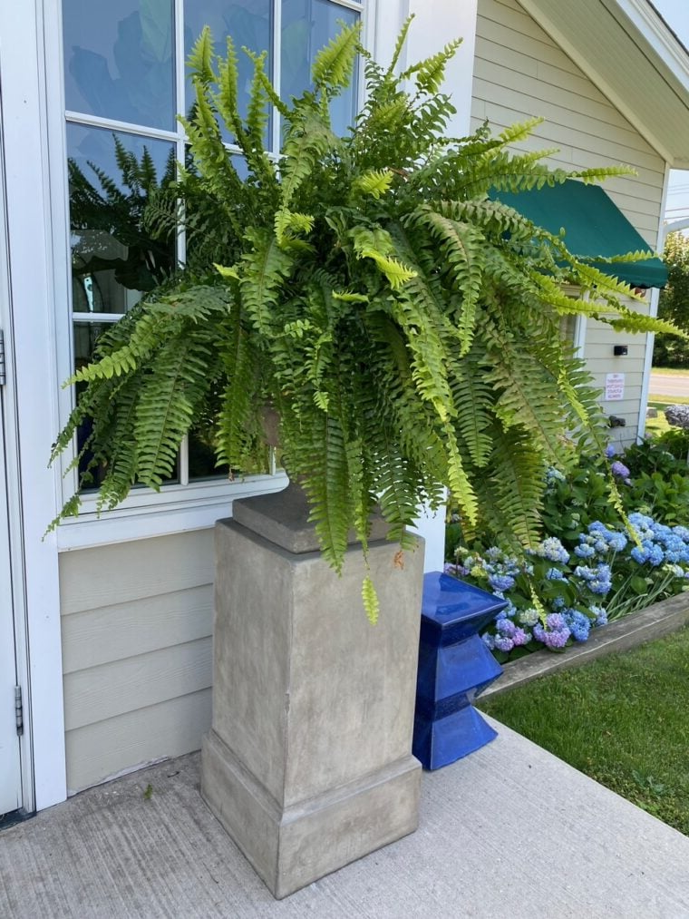 EverFern | Luksuriøs Kunstig Boston Fern til Indendørs & Udendørs Nuvenci.dk